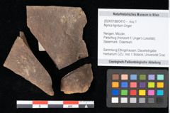 Foto (Objekt + Etikett) von Myrica lignitum Unger (NHMW-GEO-2024-0188-0470)